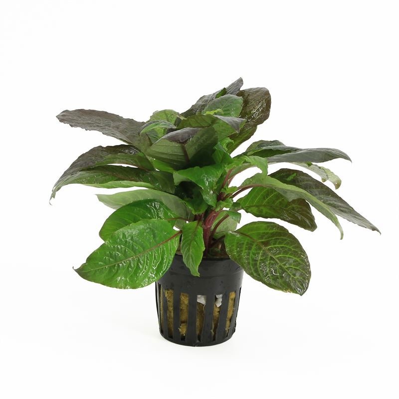 Hygrophila corymbosa