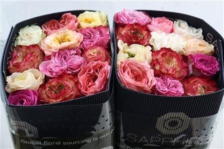 Rosa Mixed In Bunch 60cm
