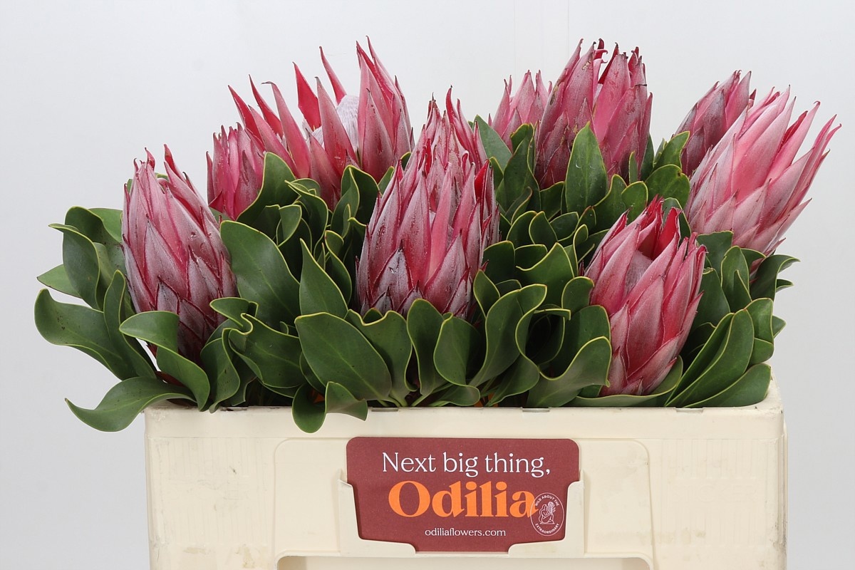 Protea Madiba 50cm