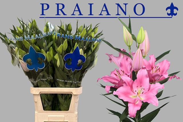 Lilium Or Praiano 100cm 5/7bl
