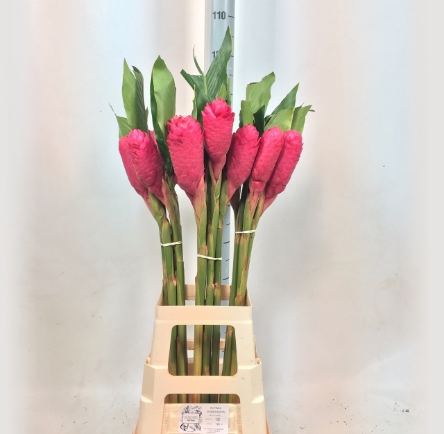 Alpinia Red Plus 90cm