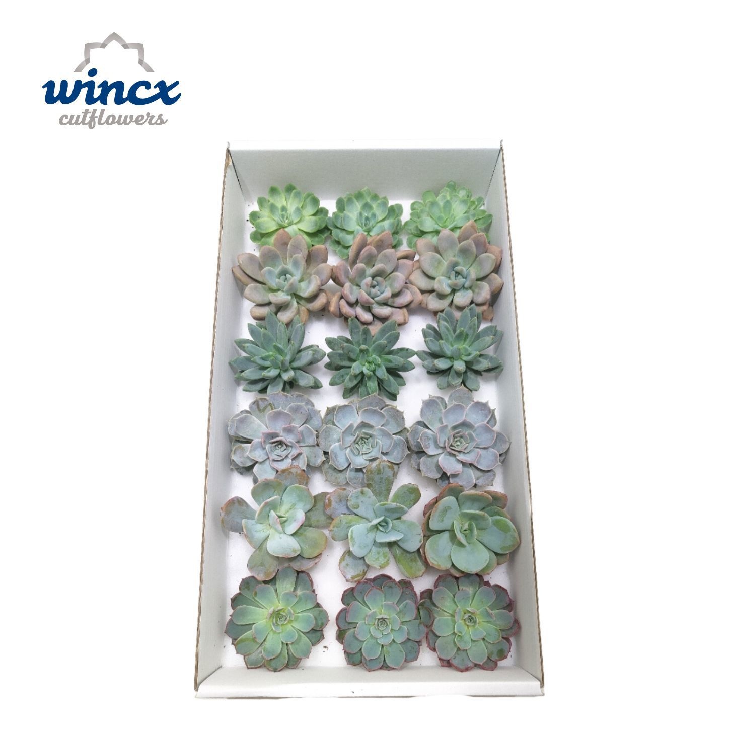 Echeveria Ice Mix (wincx) Cutfl (6 Spcs)