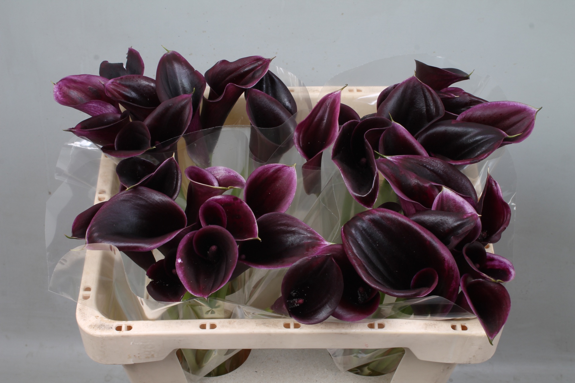 Calla Cantor 50cm