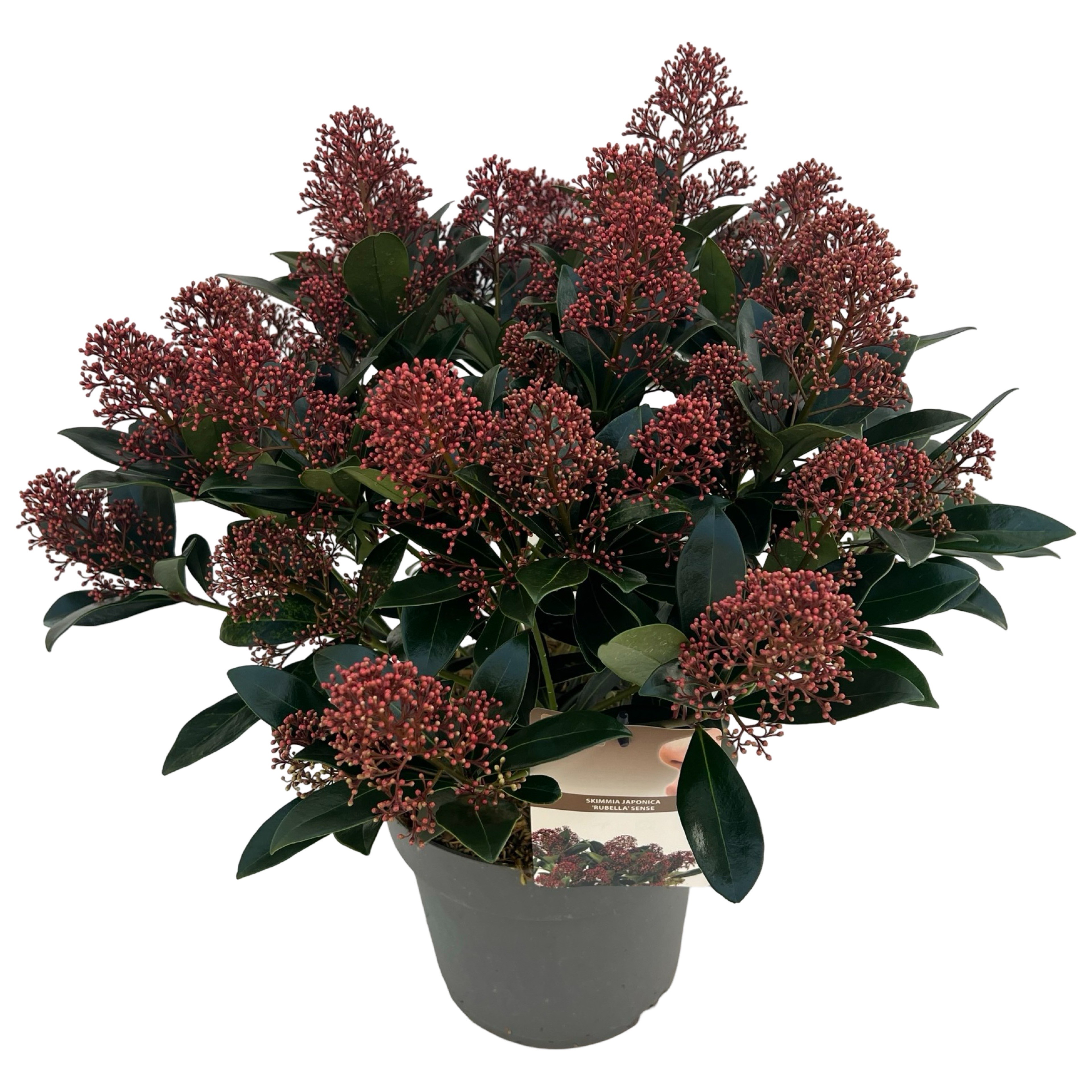 Picture of Skimmia jap. Rubella sense P23 (5 Ltr)