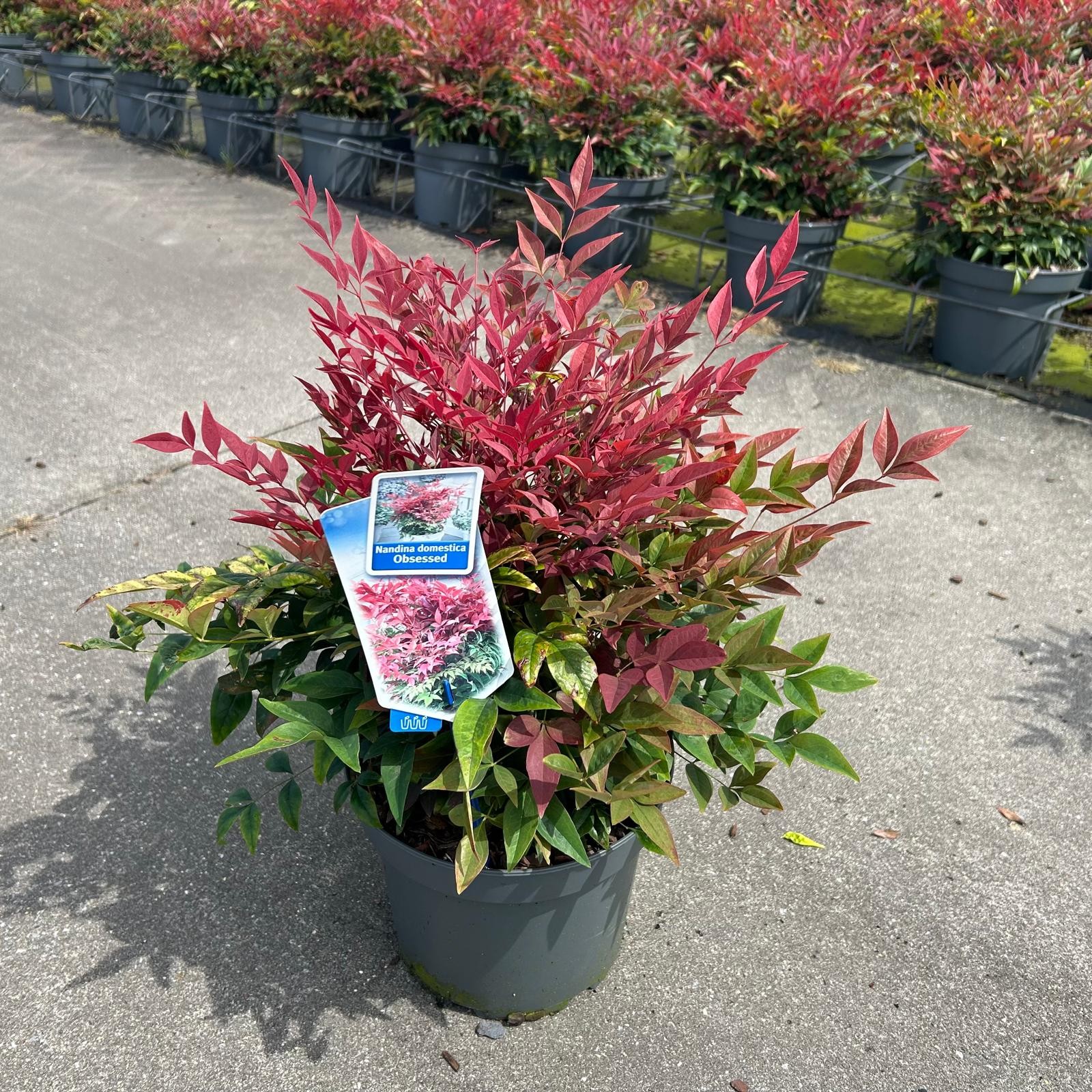 Picture of Nandina domestica Obsessed P23 (5 Ltr)