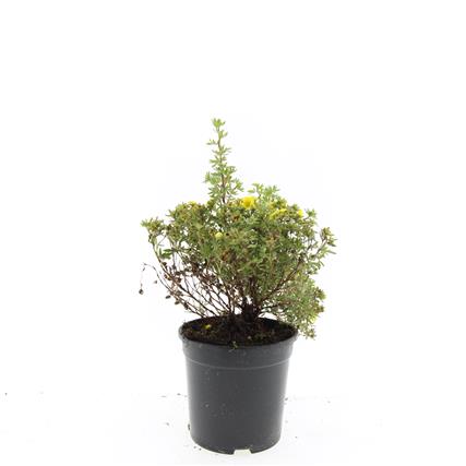 Picture of Potentilla f. Kobold P14