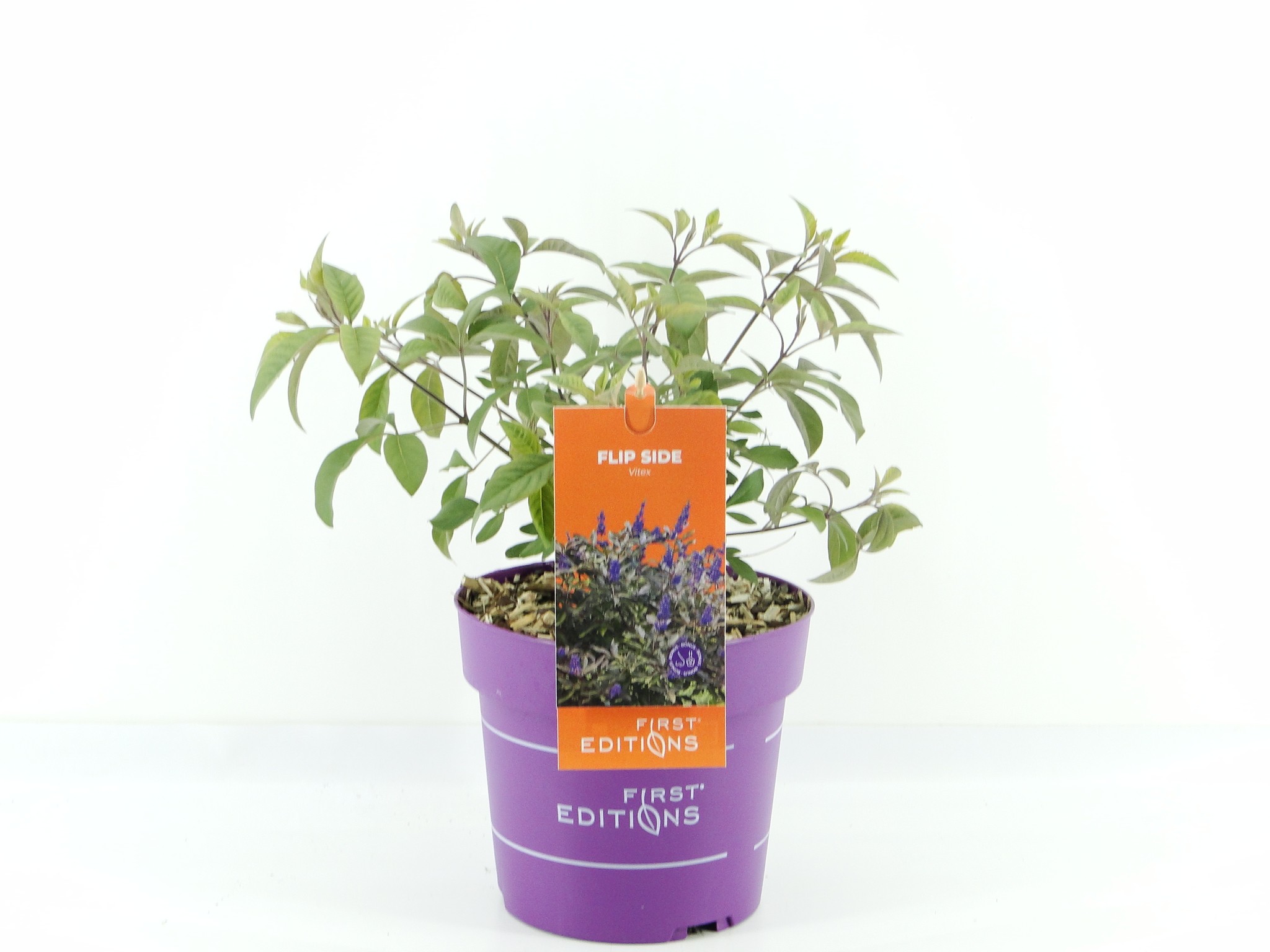 Picture of Vitex agn. Flip Side (First Editions®)