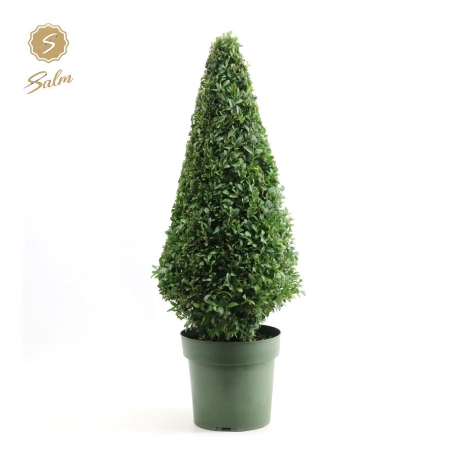 Picture of Buxus semp. Pyramid 55cm P21