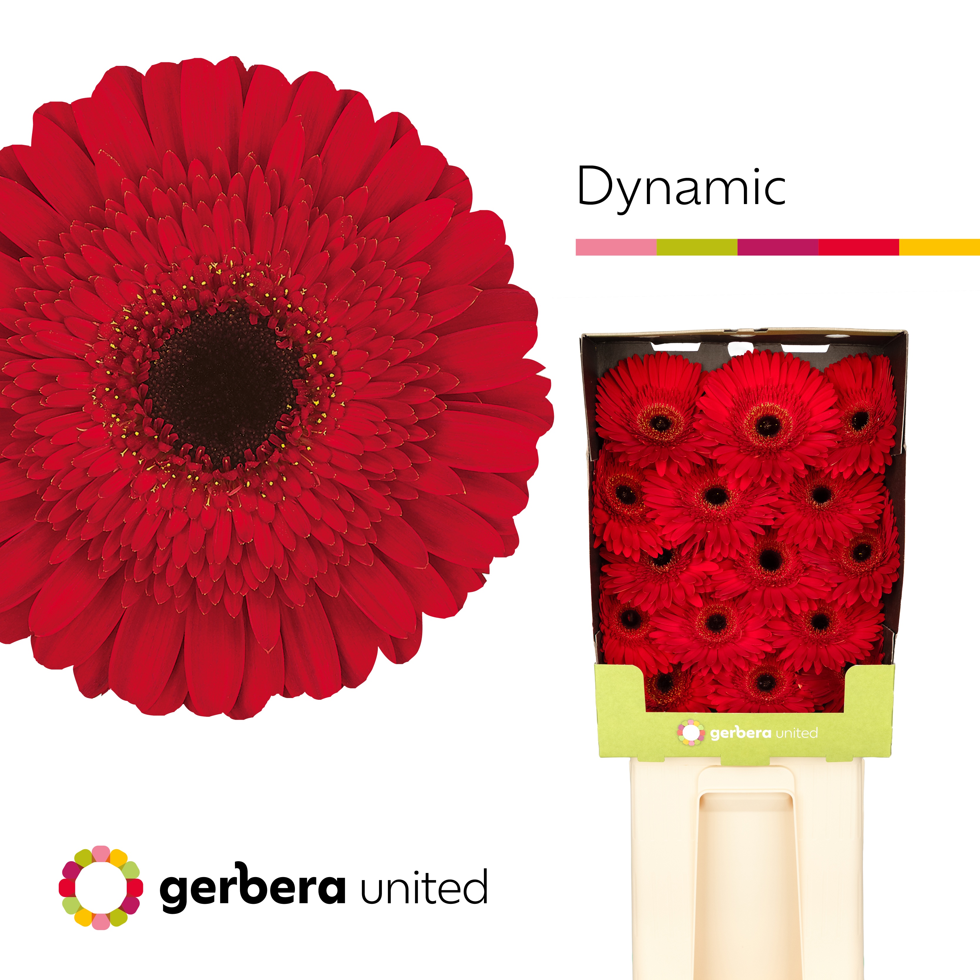 Ge Gr Dynamic