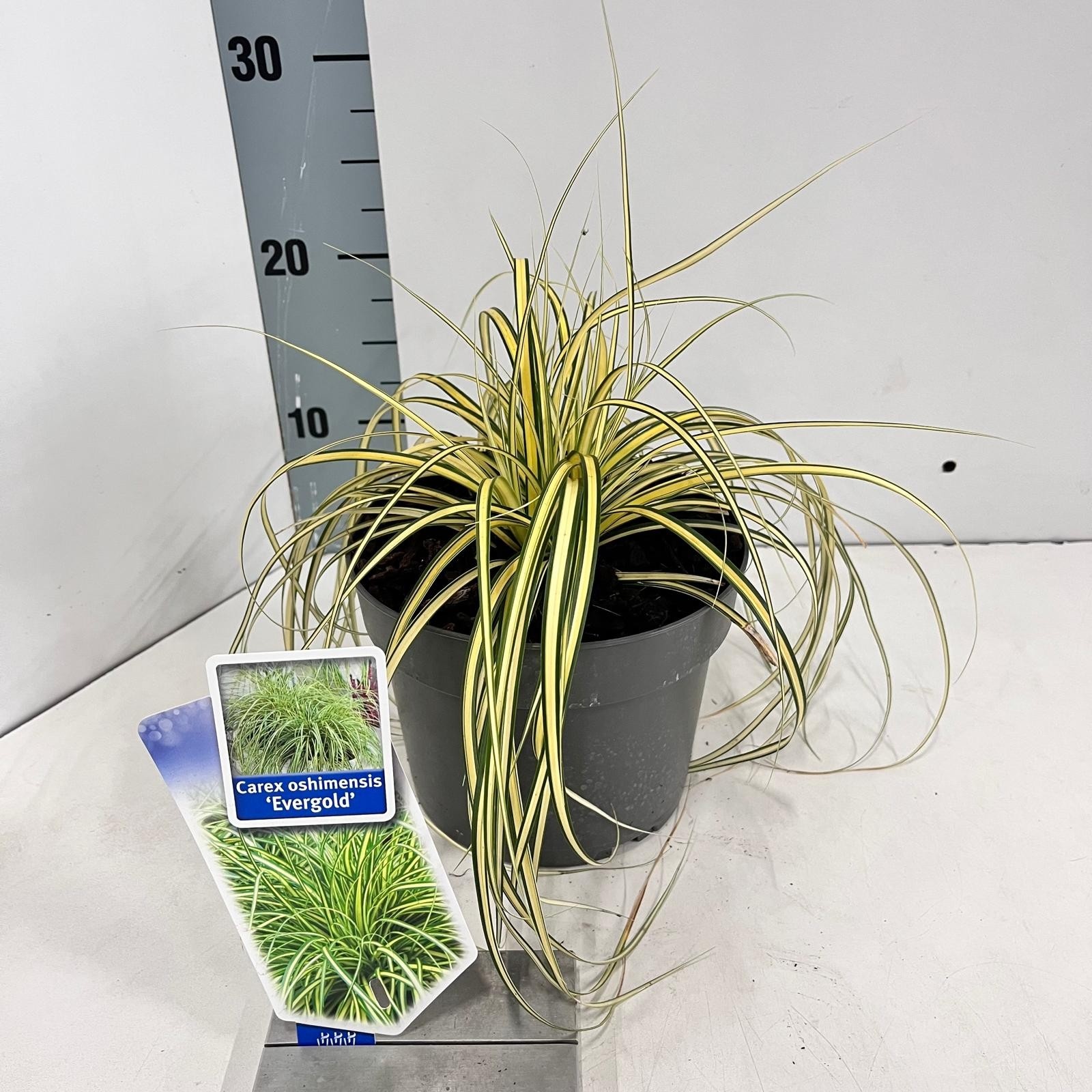 Picture of Carex oshimensis EverColor® 'Evergold’