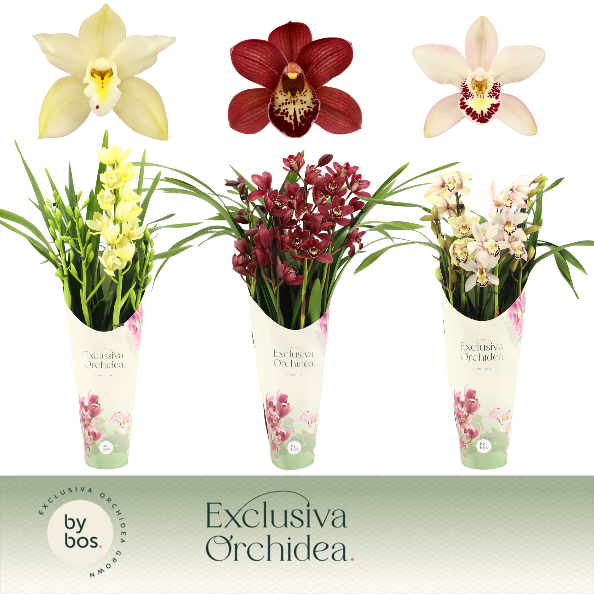 Picture of Cymbidium hybrid Mix 4-Spikes Exclusiva Orchidea Potcover P14 70CM