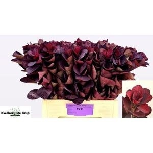 Cotinus Royal Purple 60cm