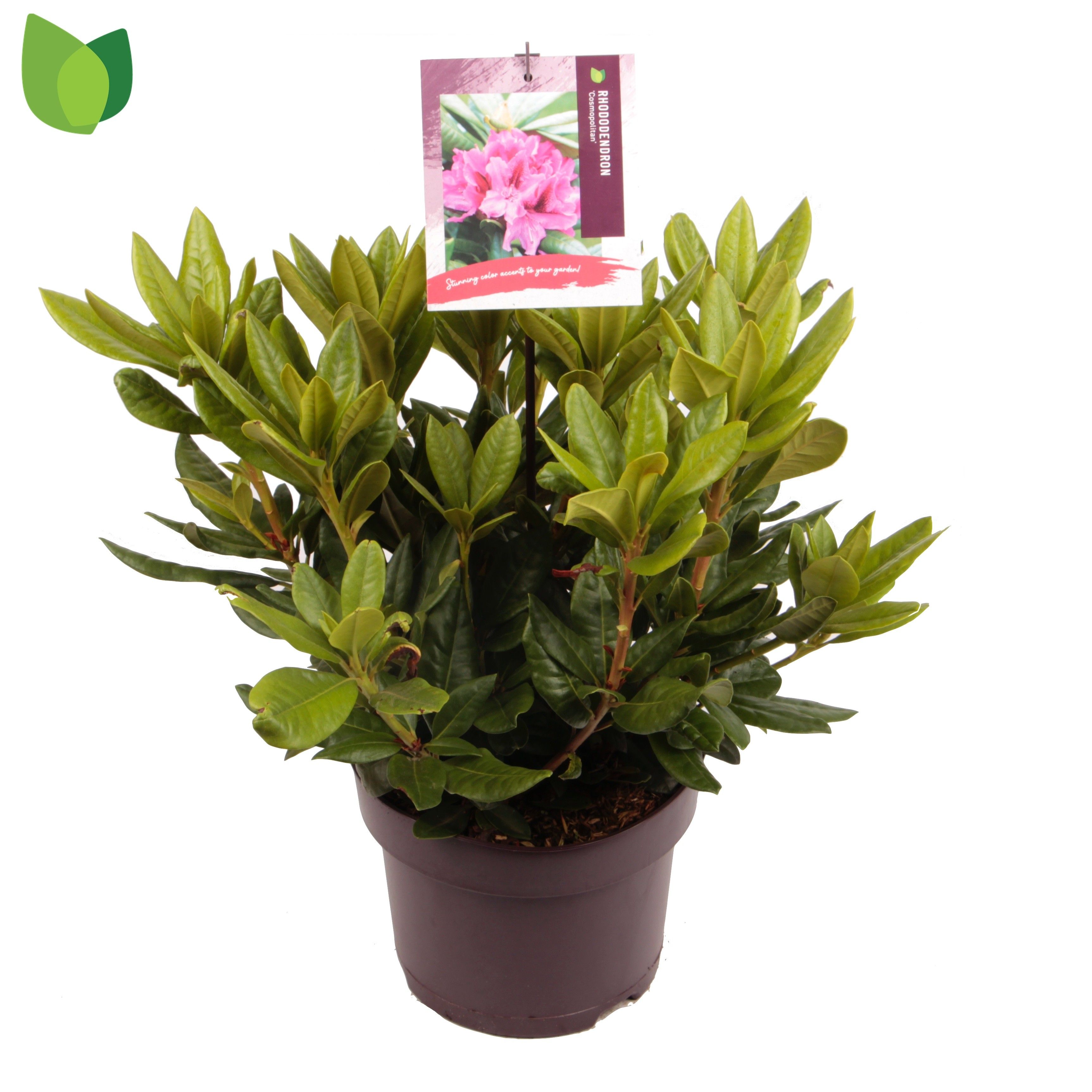 Rhododendron 'Cosmopolitan'