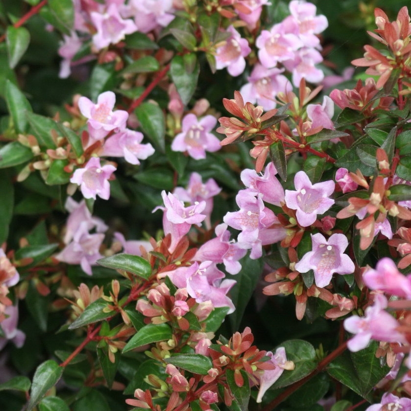 Picture of Abelia ‘Edward Goucher’