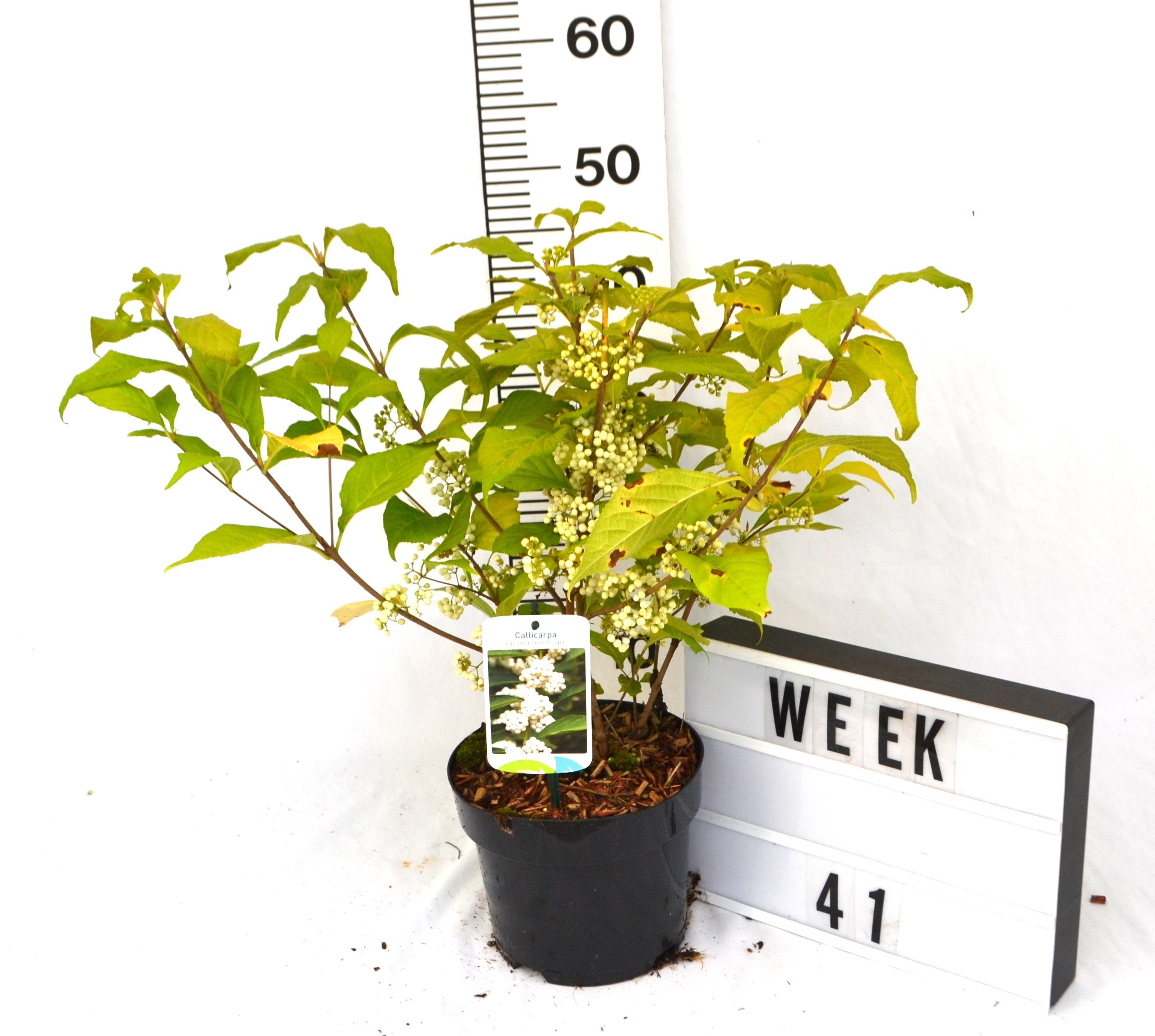 Callicarpa japonica 'Leucocarpa'