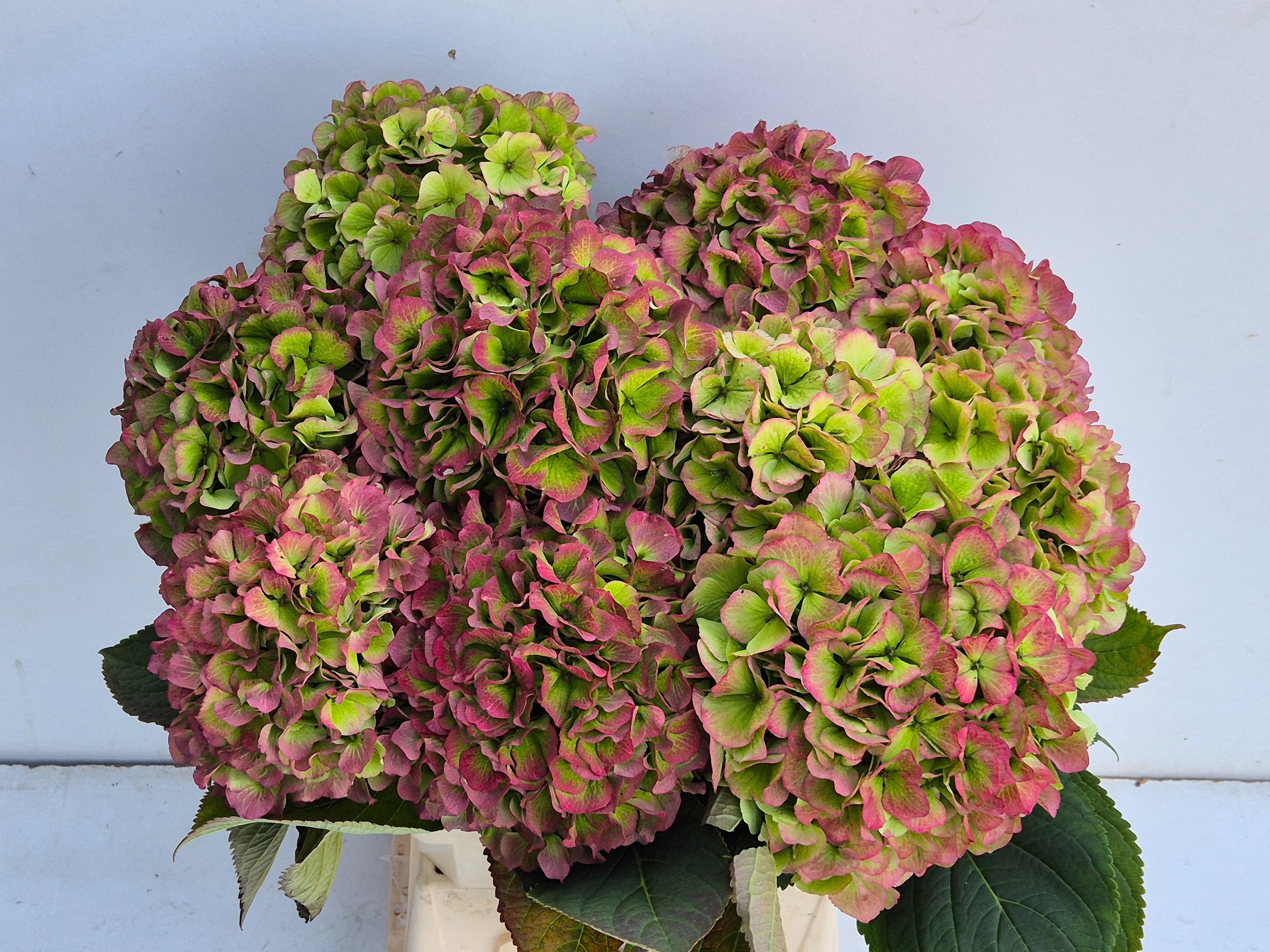 Hydrangea Verena Classic Pink 60cm 21Ø