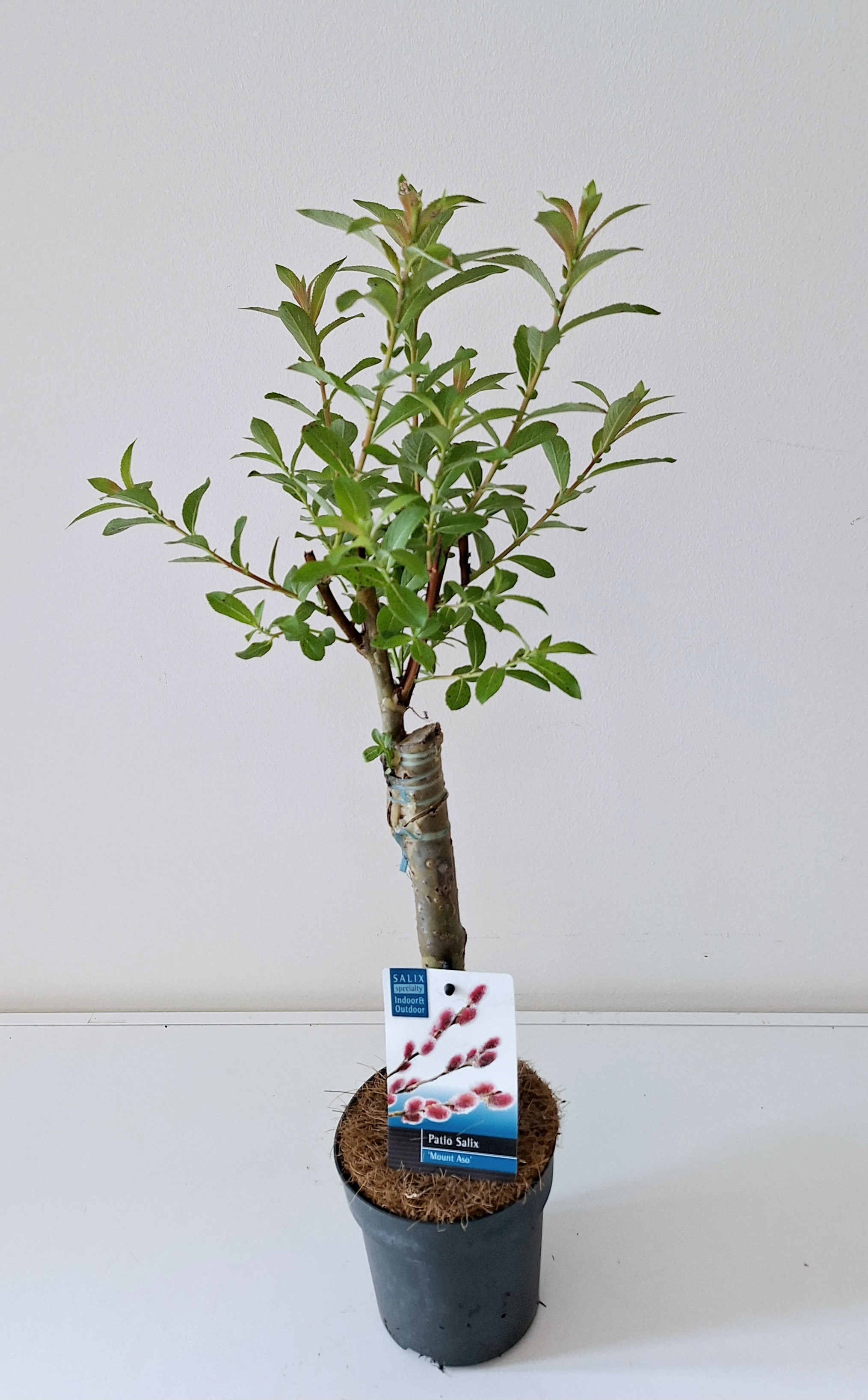 Picture of Salix gracilistyla Mount Aso P12 STD