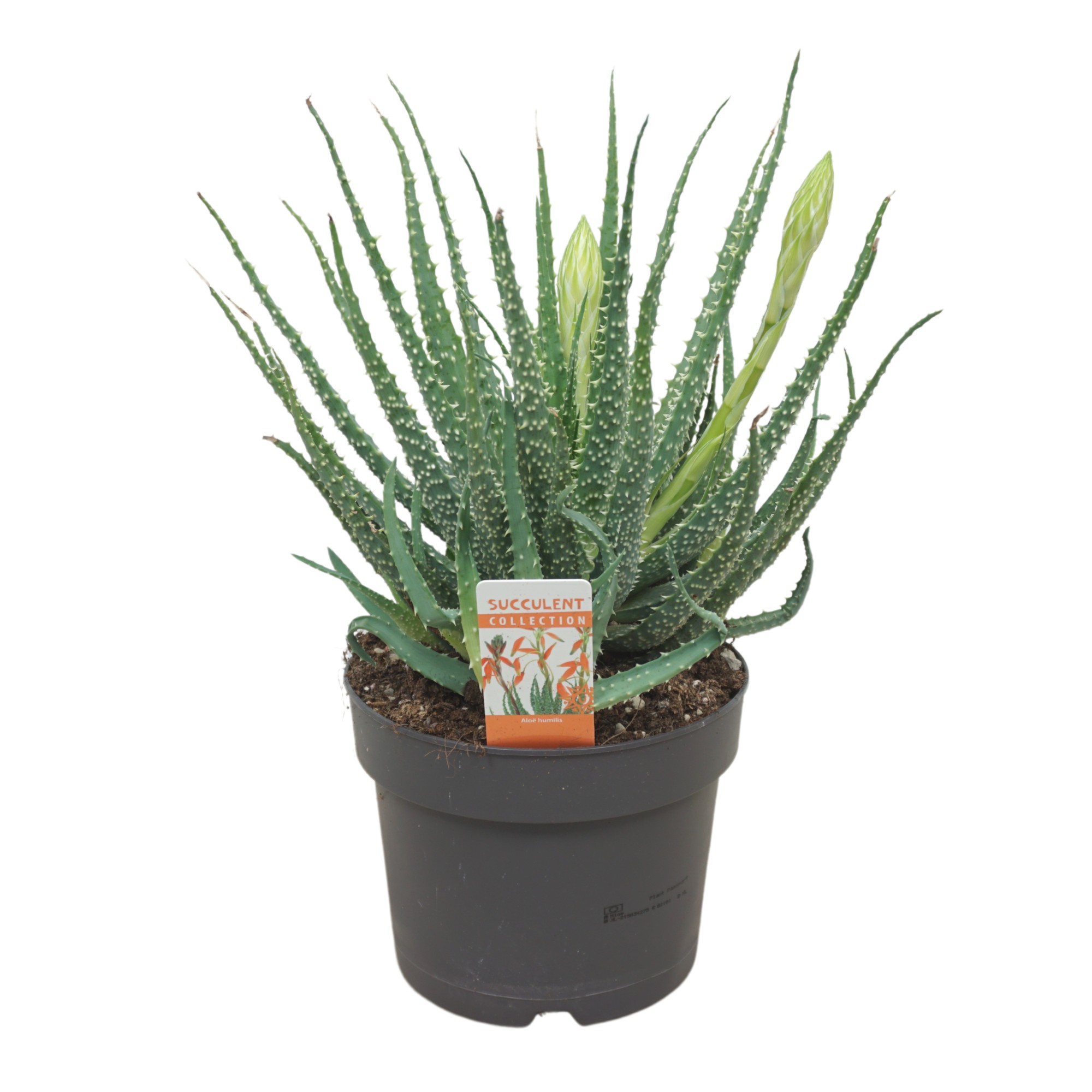 Aloe humilis | Aloe | Aloe | Green Indoor Cactus and Succulents | Зеленые  комнатные растения | Комнатные растения | Все продукты | OZ Planten