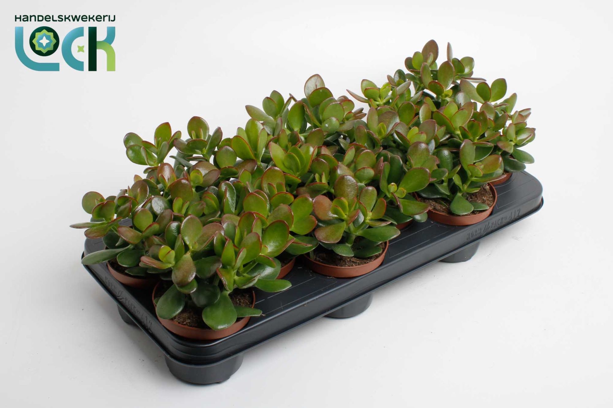 Crass Ovata 510Ø 15cm