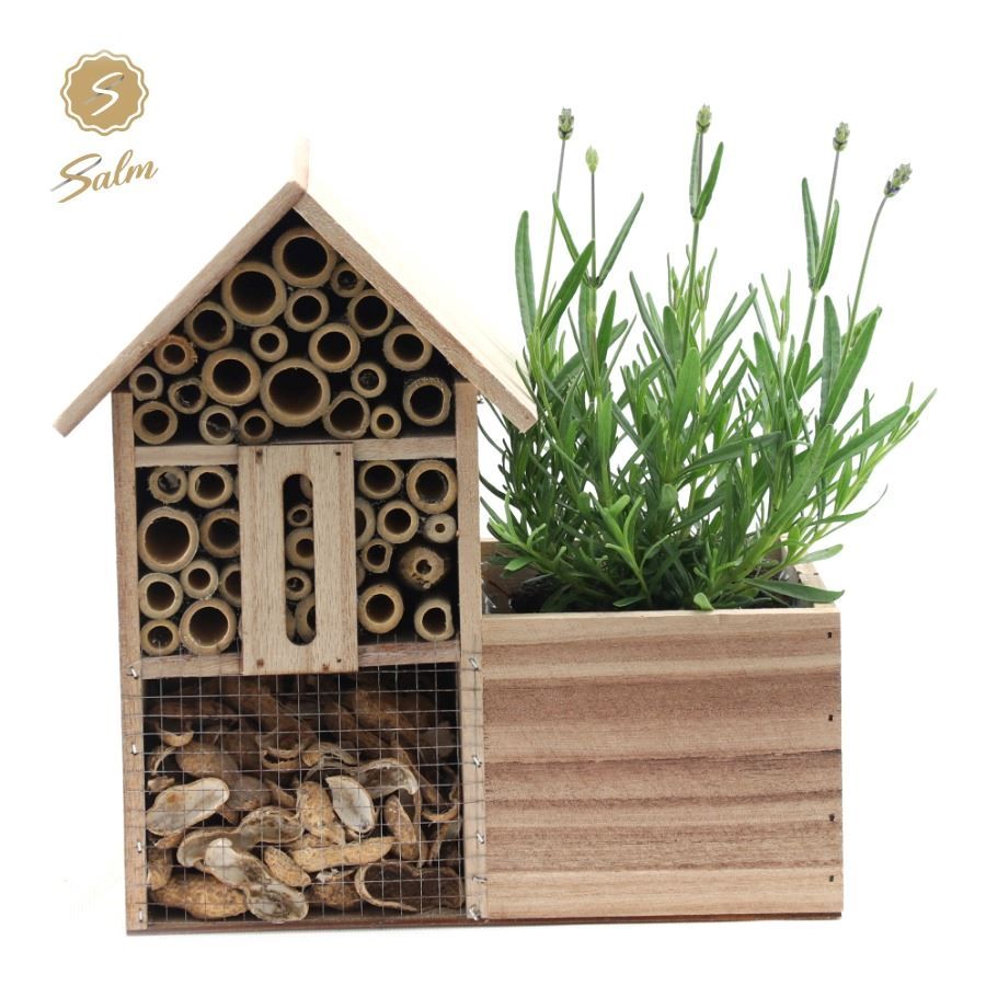Picture of Lavandula ang. 'Felice'® Collection P10,5 in Insect Hotel