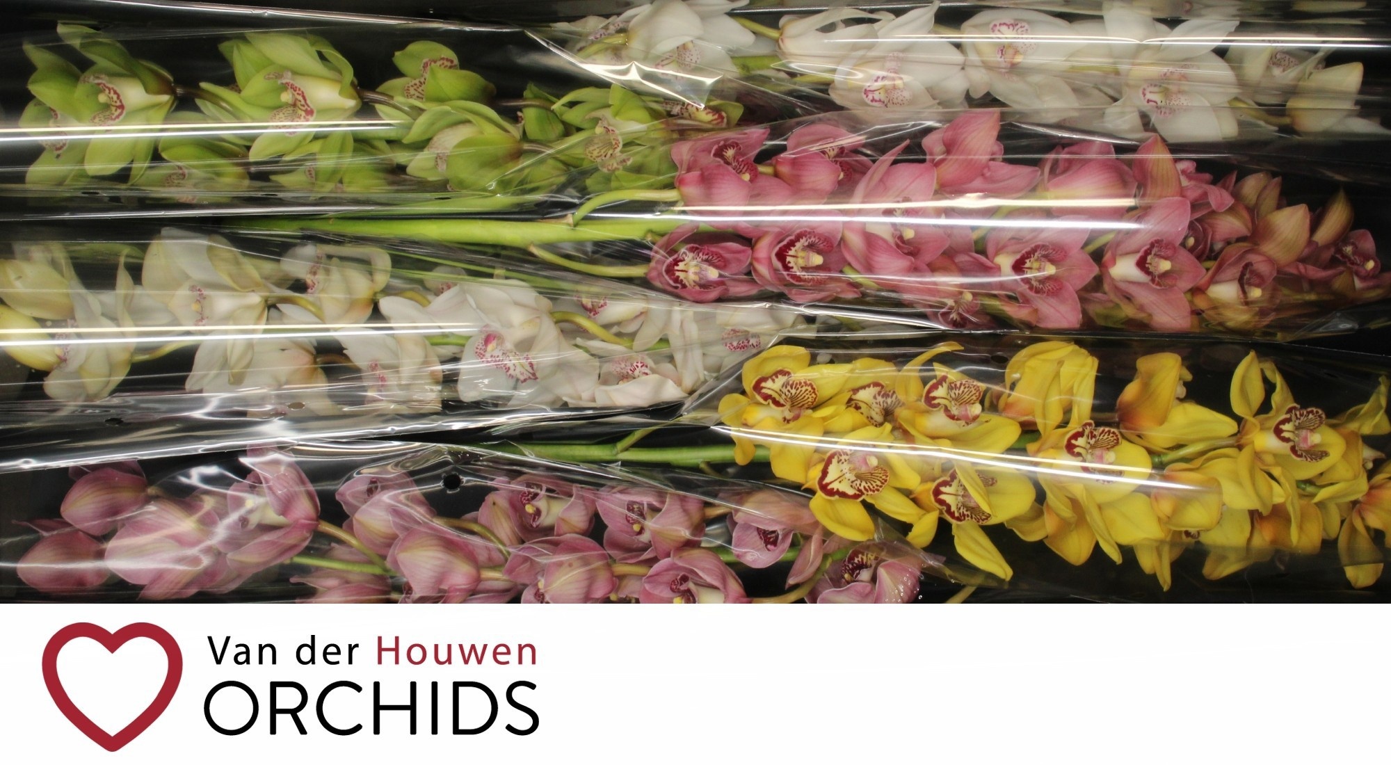 Cymbidium Asst 13bl