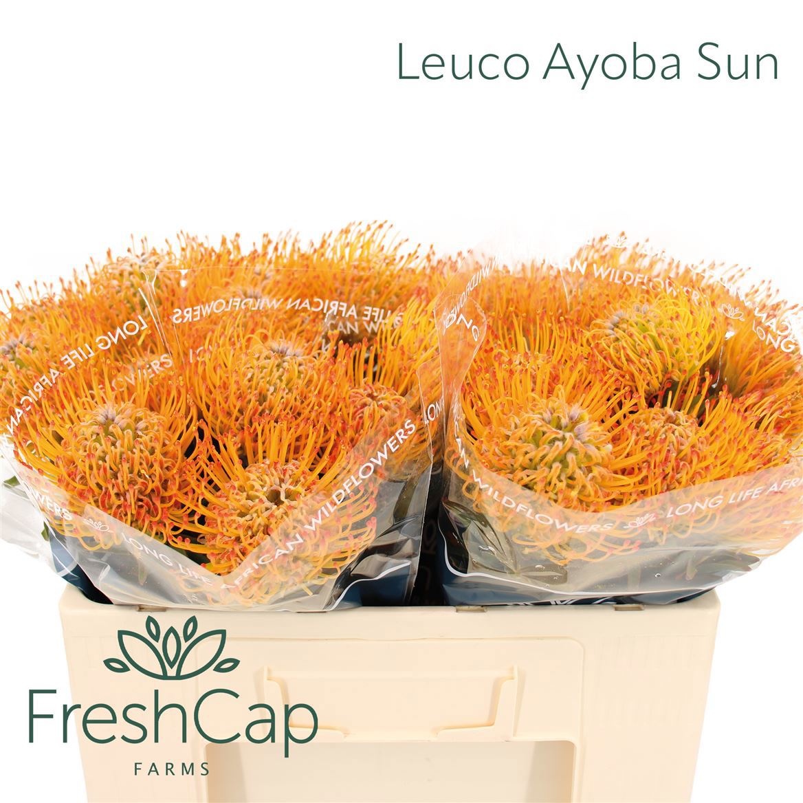 Leuco Ayoba Sun
