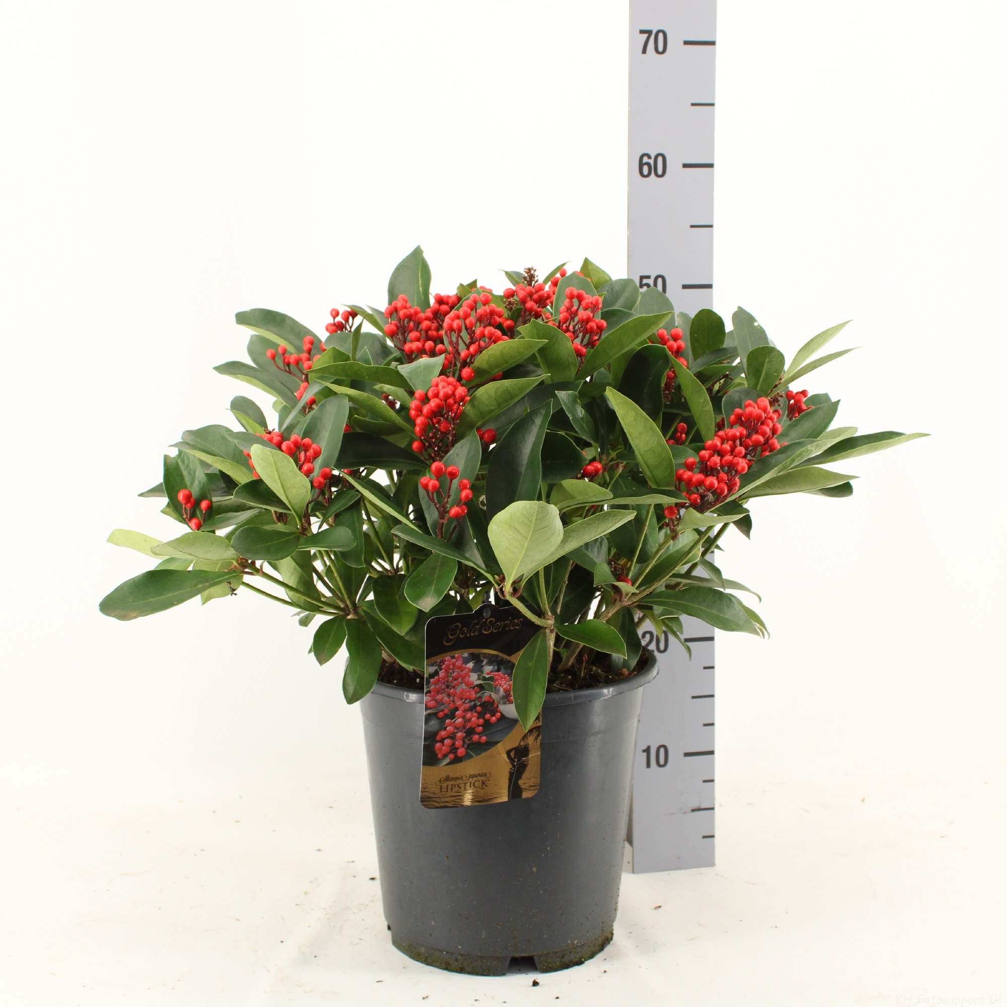 Picture of Skimmia japonica LIPSTICK ® P24 (LOOSE)