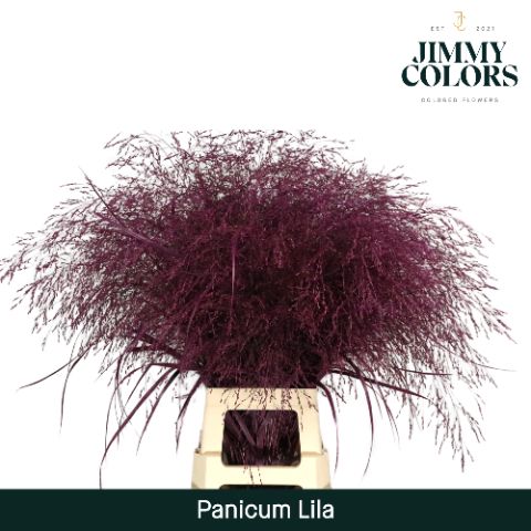 Panicum L90 Lila