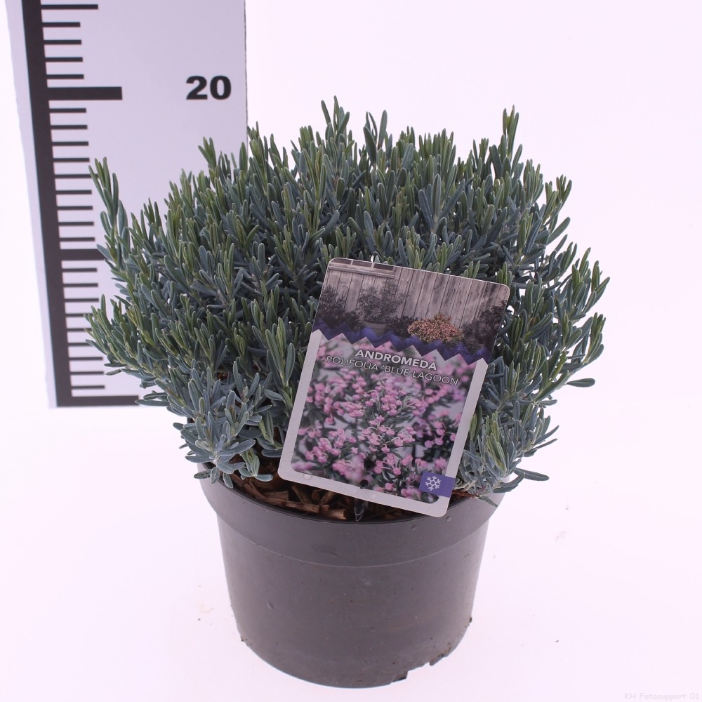 Picture of Andromeda polifolia 'Blue Lagoon'