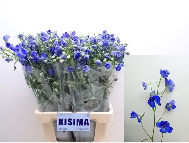 Delphinium Be Sunshine 70cm