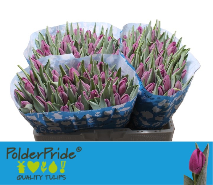 Tulipa Bullit 40cm 39gram
