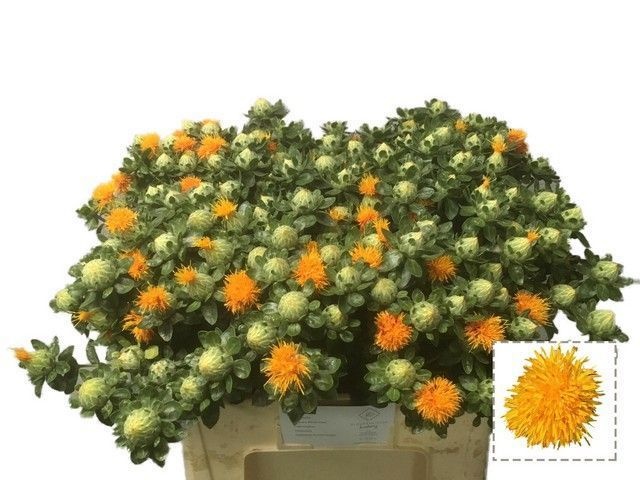 Carth T Orange Grena