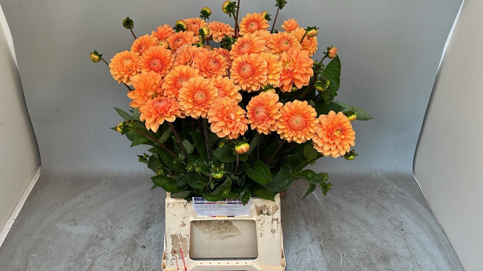 Dahlia Sylvia 50cm