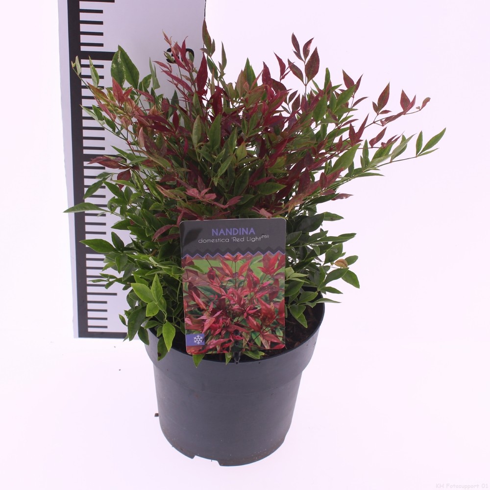 Picture of Nandina domestica 'Red Light'