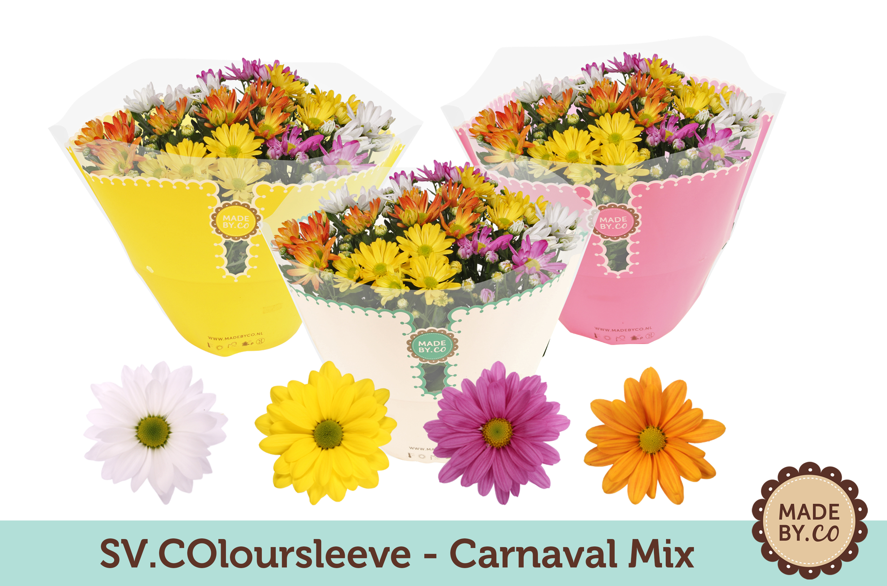 Picture of Chrysant Carnaval P23 27cm