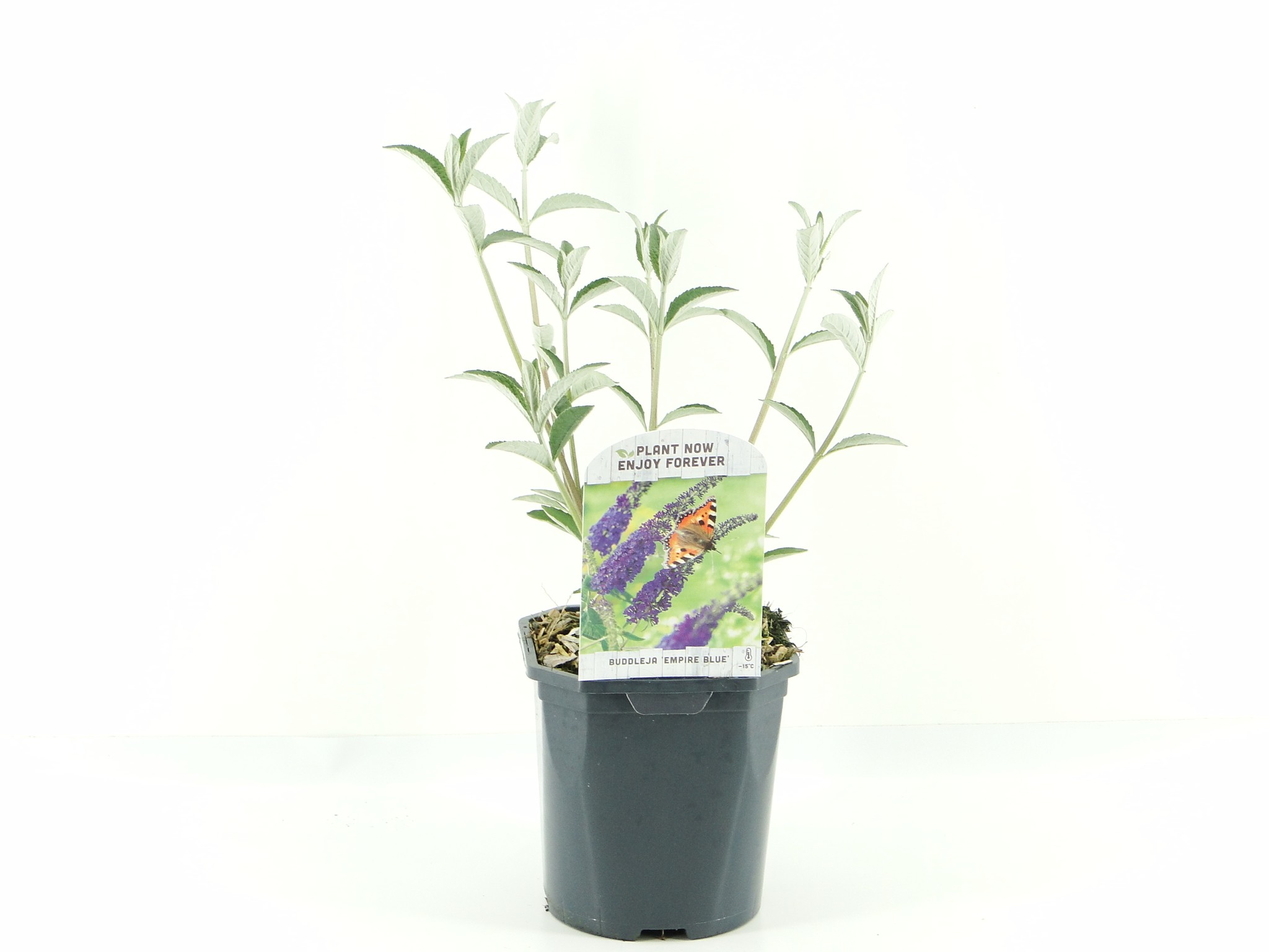 Picture of Buddleja dav. Empire Blue