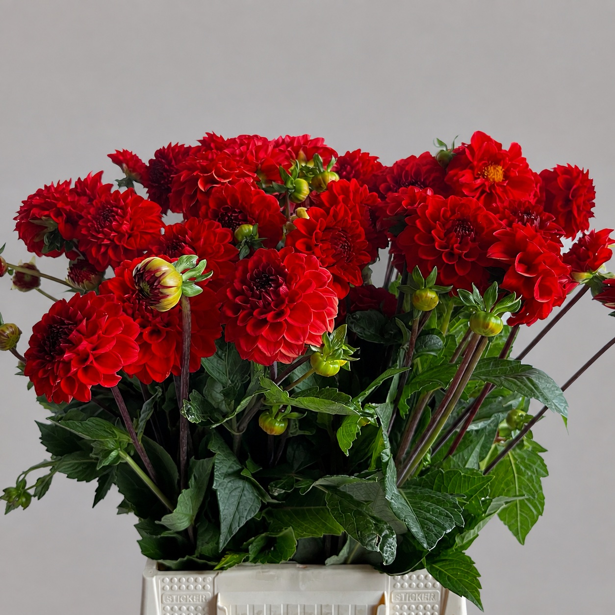Dahlia Red Cap 60cm