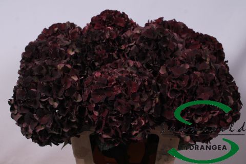 Hydrangea Dark Ruby Classic 60cm 18Ø