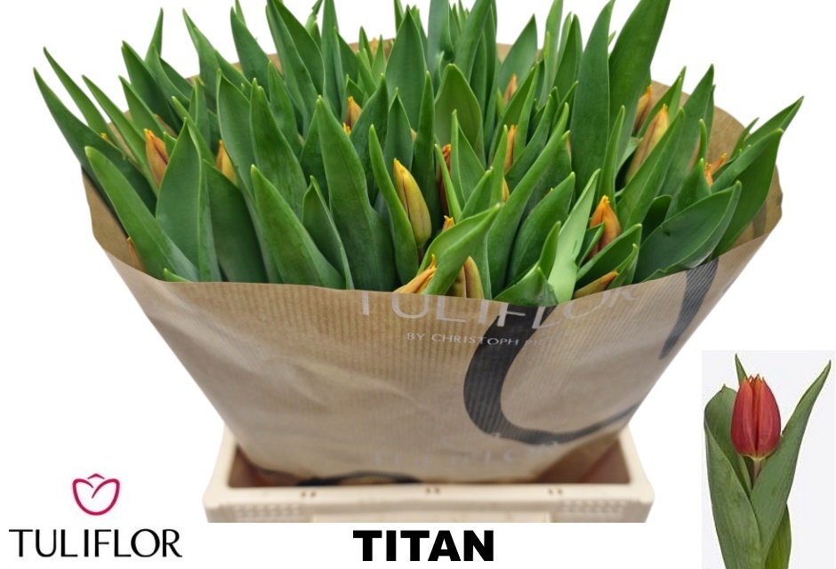 Tulipa Titan 40cm 38gram