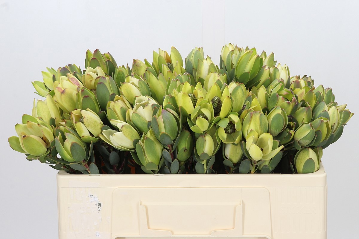 Leucadendron Discolor 50cm