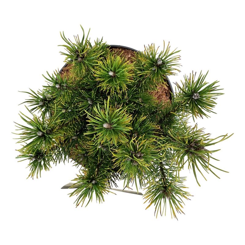 Picture of Pinus mugo 'Ophir'