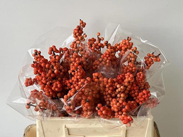 Ilex Mag Daydream 30cm