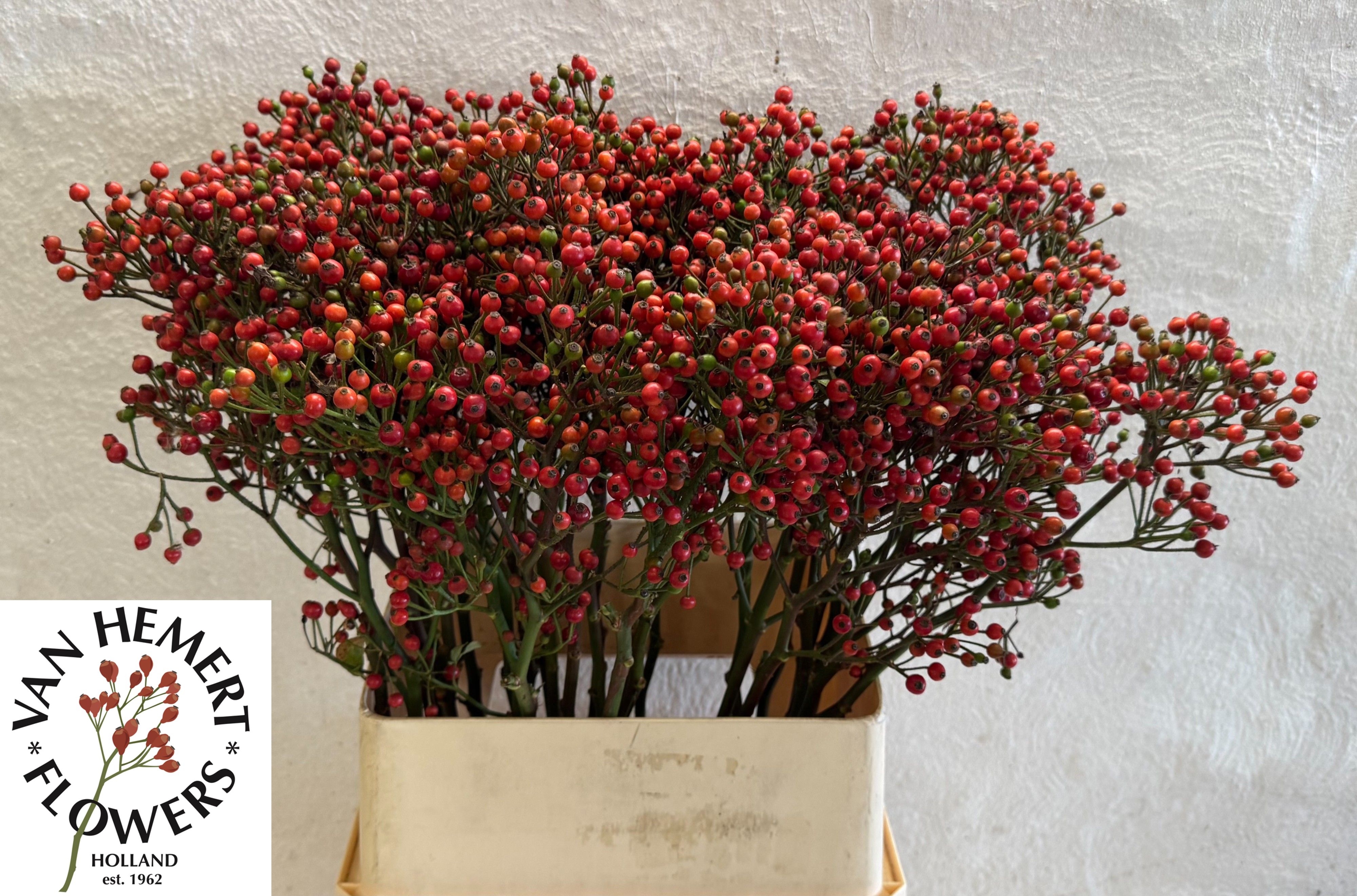Rosa Bells Hiphop 90cm