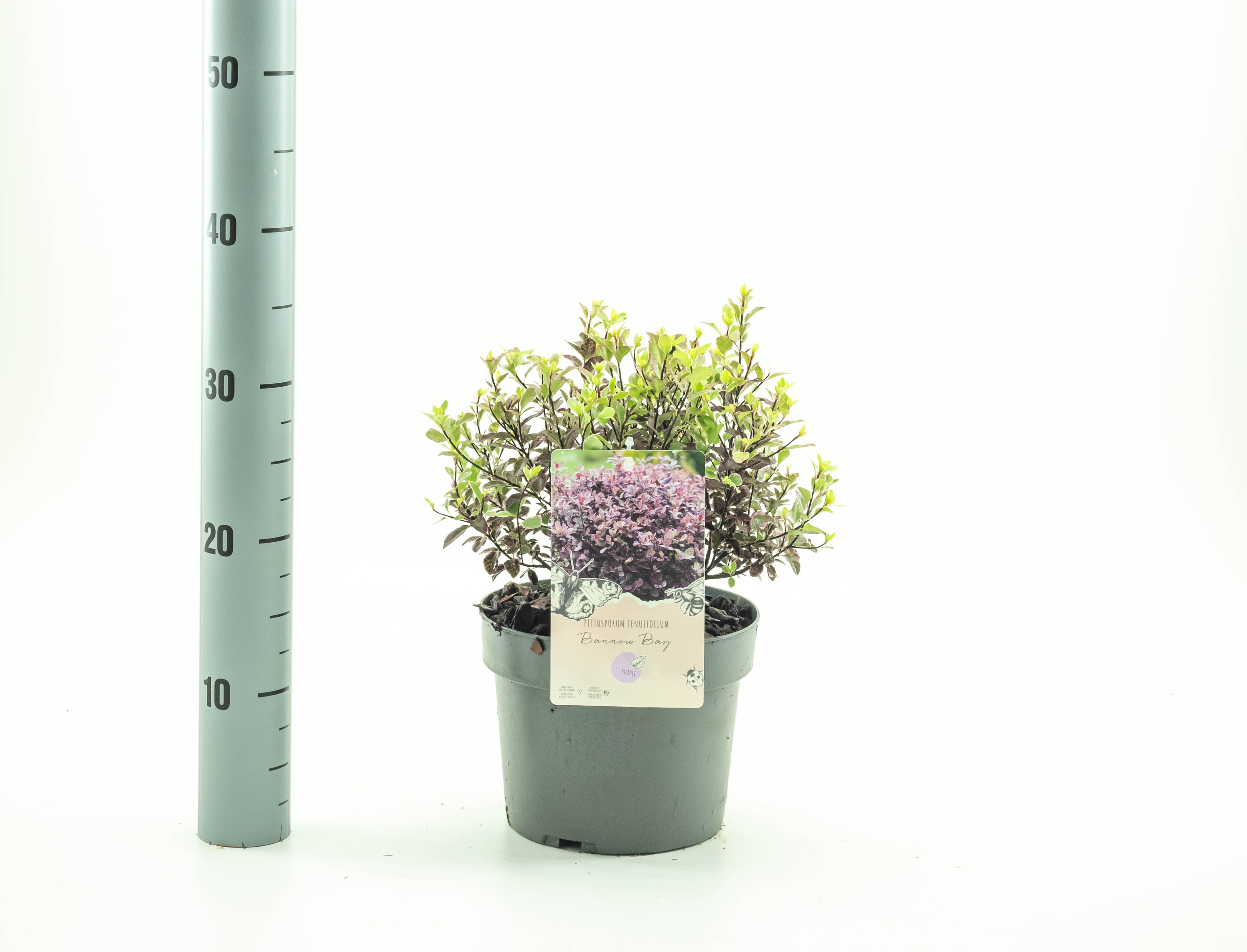 Picture of Pittosporum ten. Bannow Bay P19 (3 Ltr) (LOOSE)