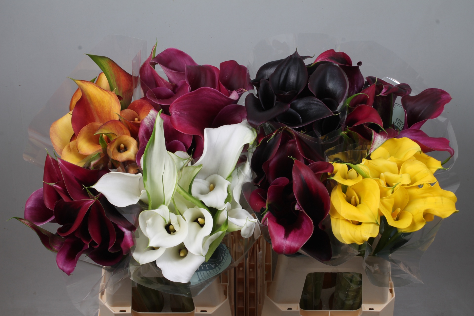 Calla Assorted 60cm