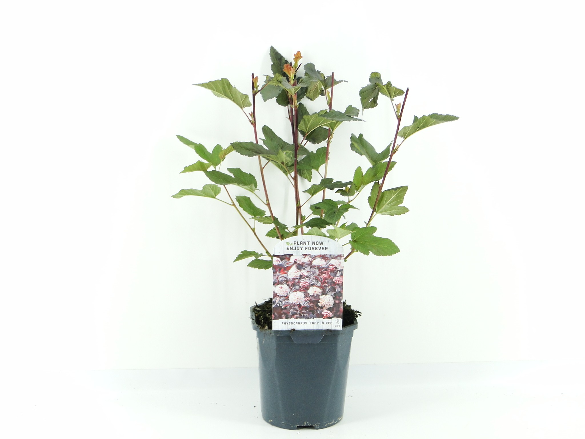 Picture of Physocarpus op. Lady in Red