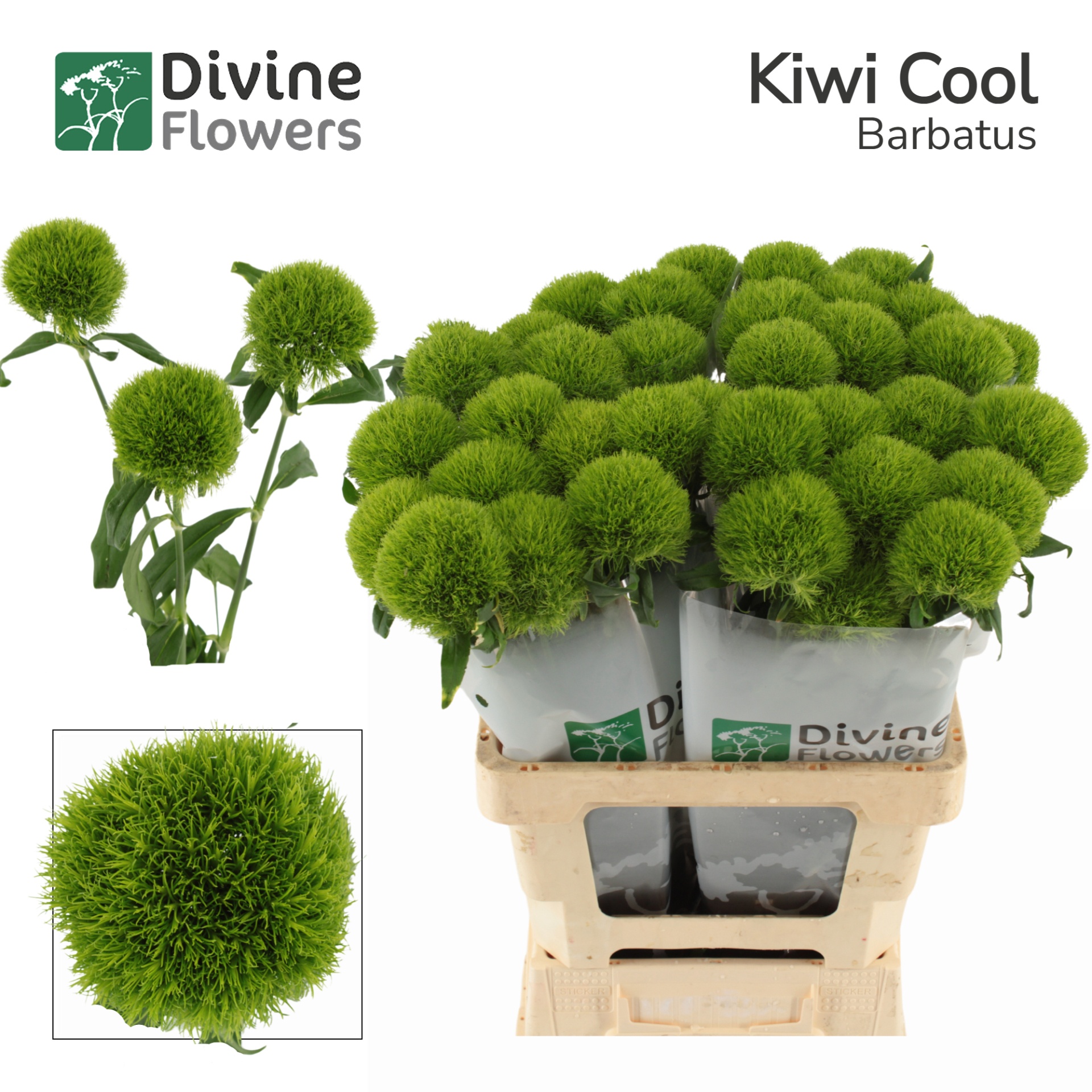 Dianthus Barb Kiwi Cool 60cm