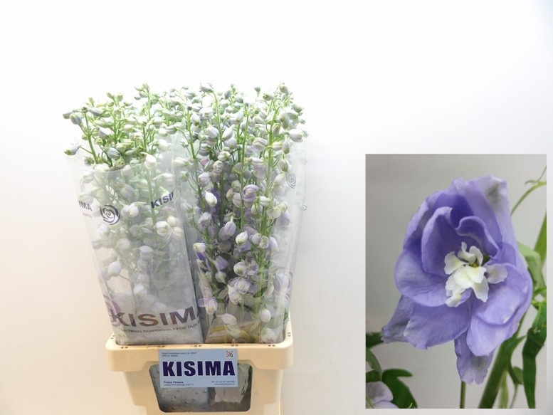 Delphinium Magic Fount La 80cm