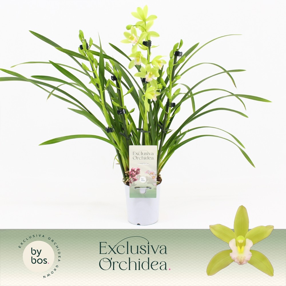 Picture of Cymbidium hybrid Mint Source 3/4-Spikes Orchid Collection P9 40CM