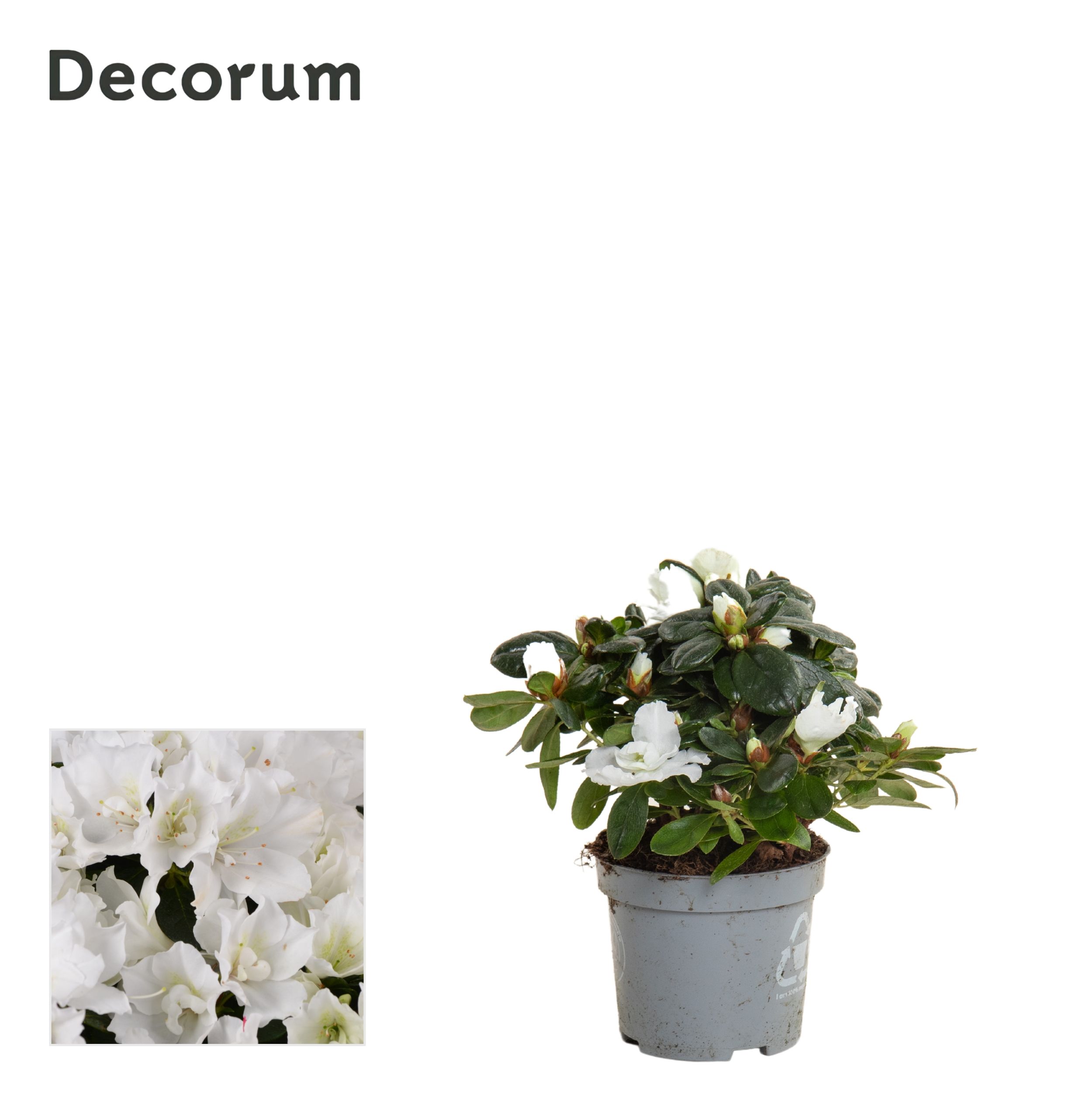 Picture of Rhododendron simsii (Azalea) White- Decorum P9 20CM